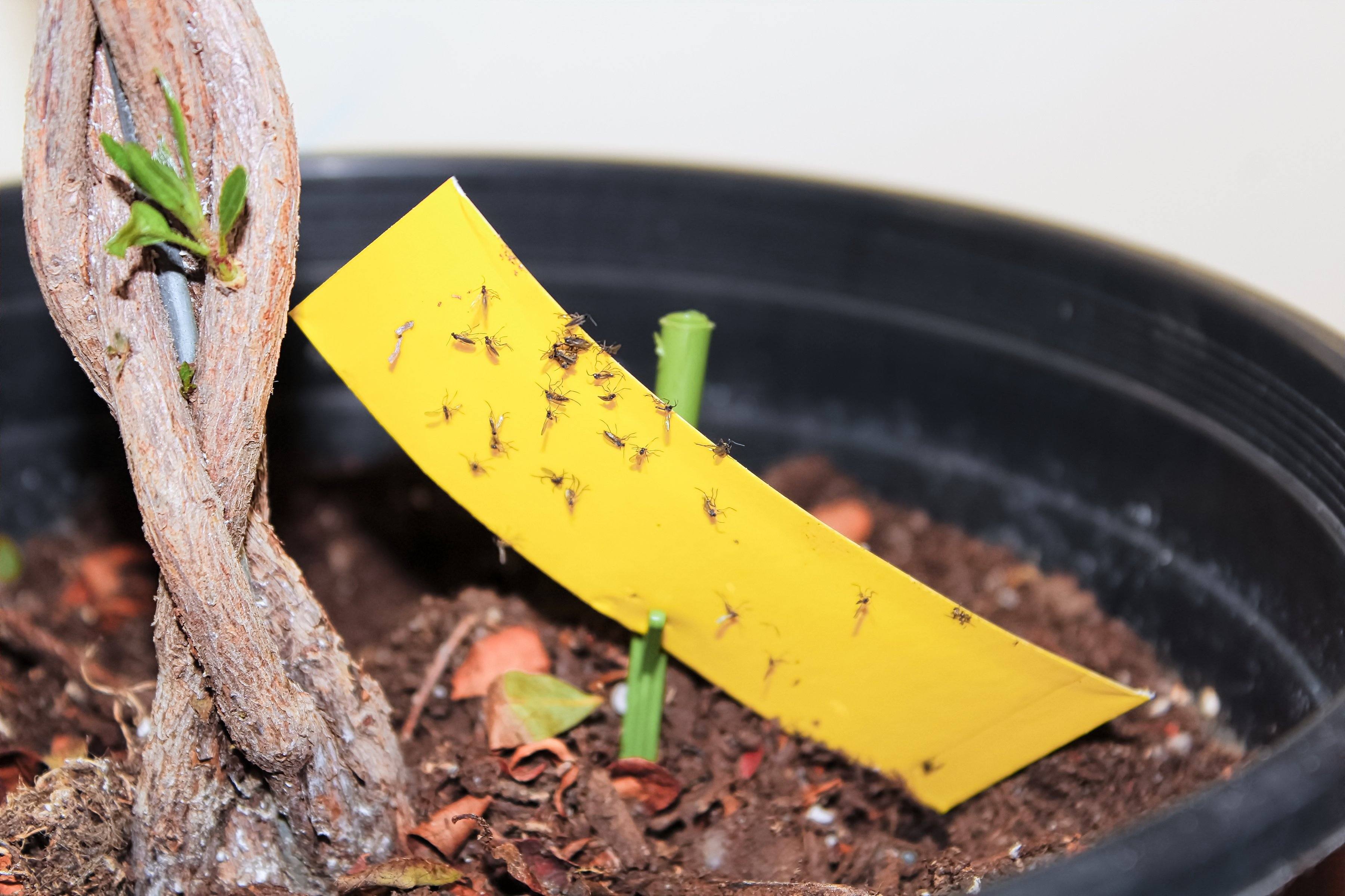 Fungus Gnats in Plants Look Like Little Flies—How to Kill Them