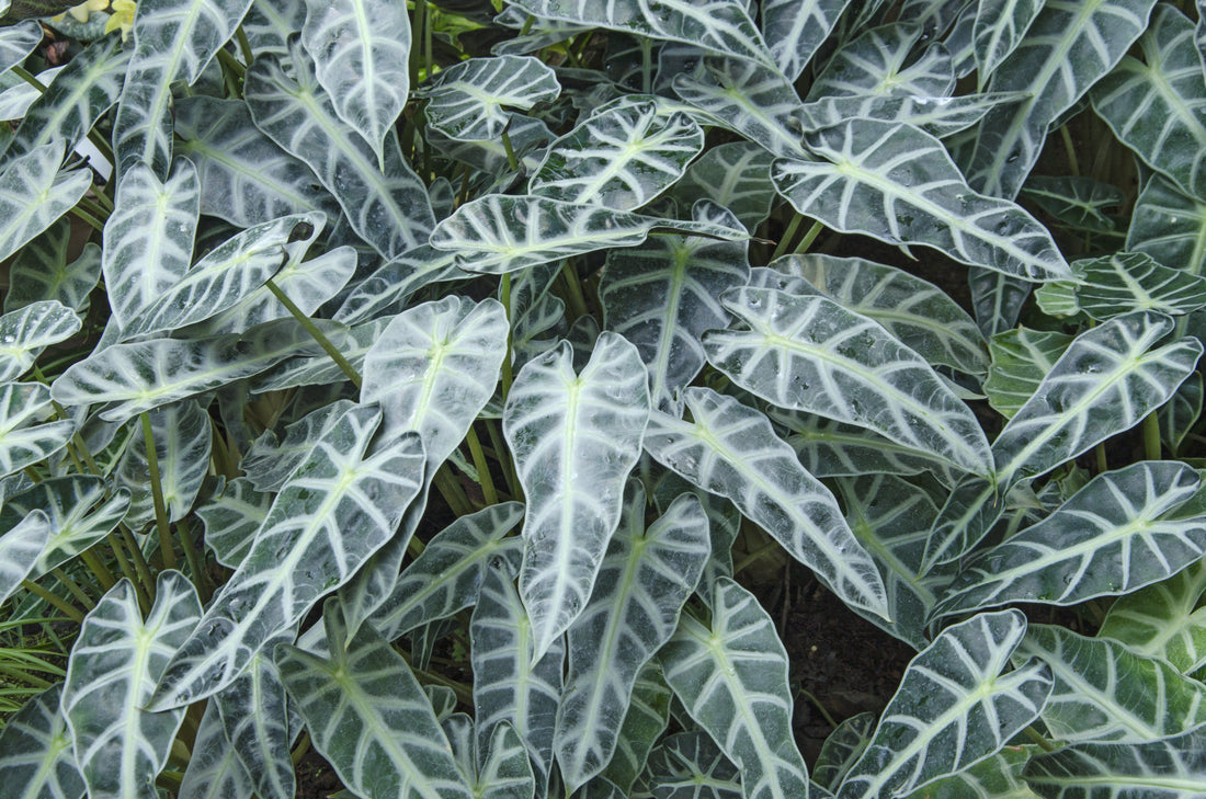 Alocasia polly