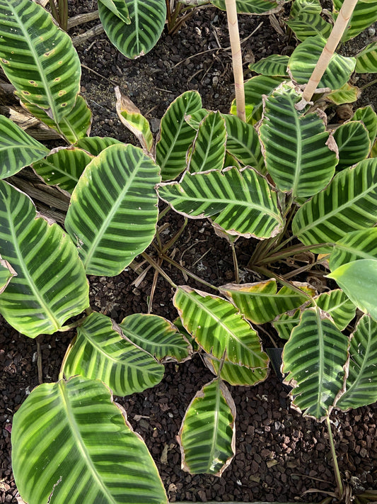 Calathea zebrina plants with dried edges and brownish yellow discoloration.