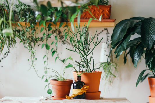 Potted plants pictured with trailing plants in the background