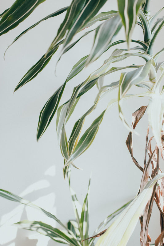 A dracaena 'white stripe' with browning lower leaves.