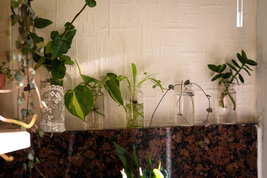 Plants propagating in jars of water.