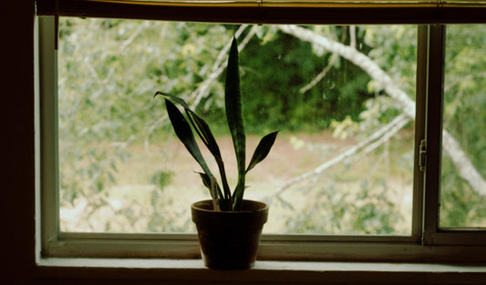 The silhouette of a potted snake plant in a window that overlooks greenery and grass.