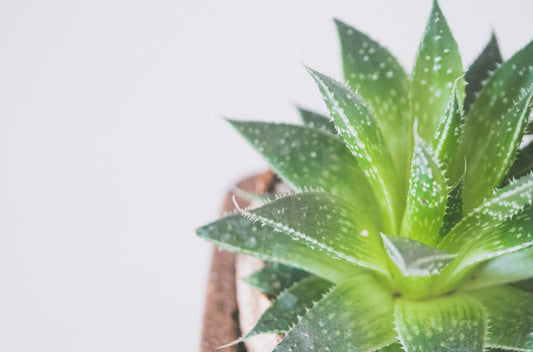 Image of scale bugs on houseplant against gray background