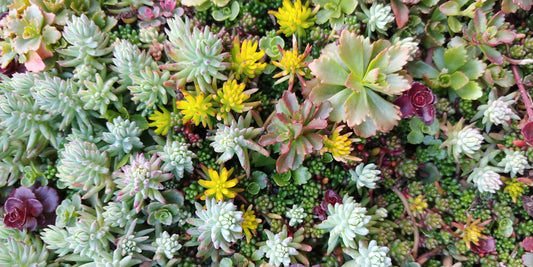A variety of colorful succulents