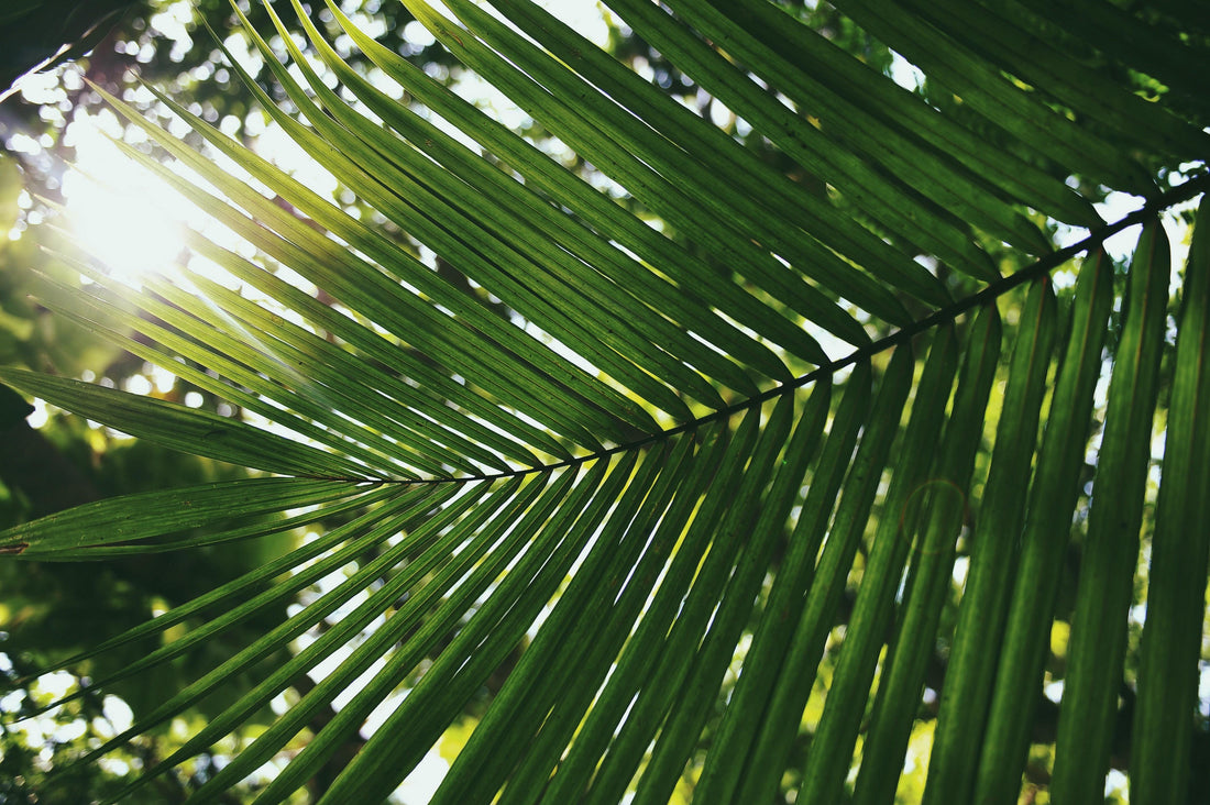 A palm catching a ray of sunlight.