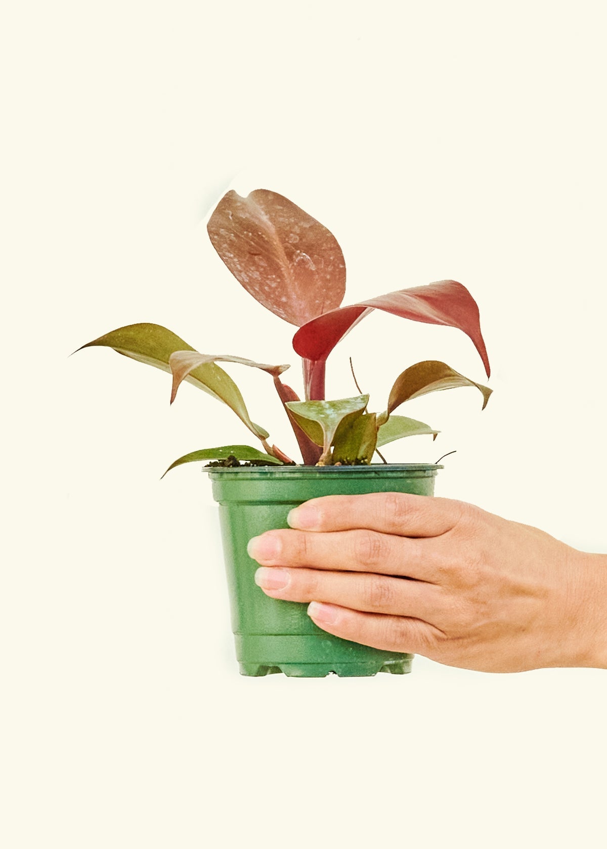Philodendron 'Imperial Red' in 4" nursery pot