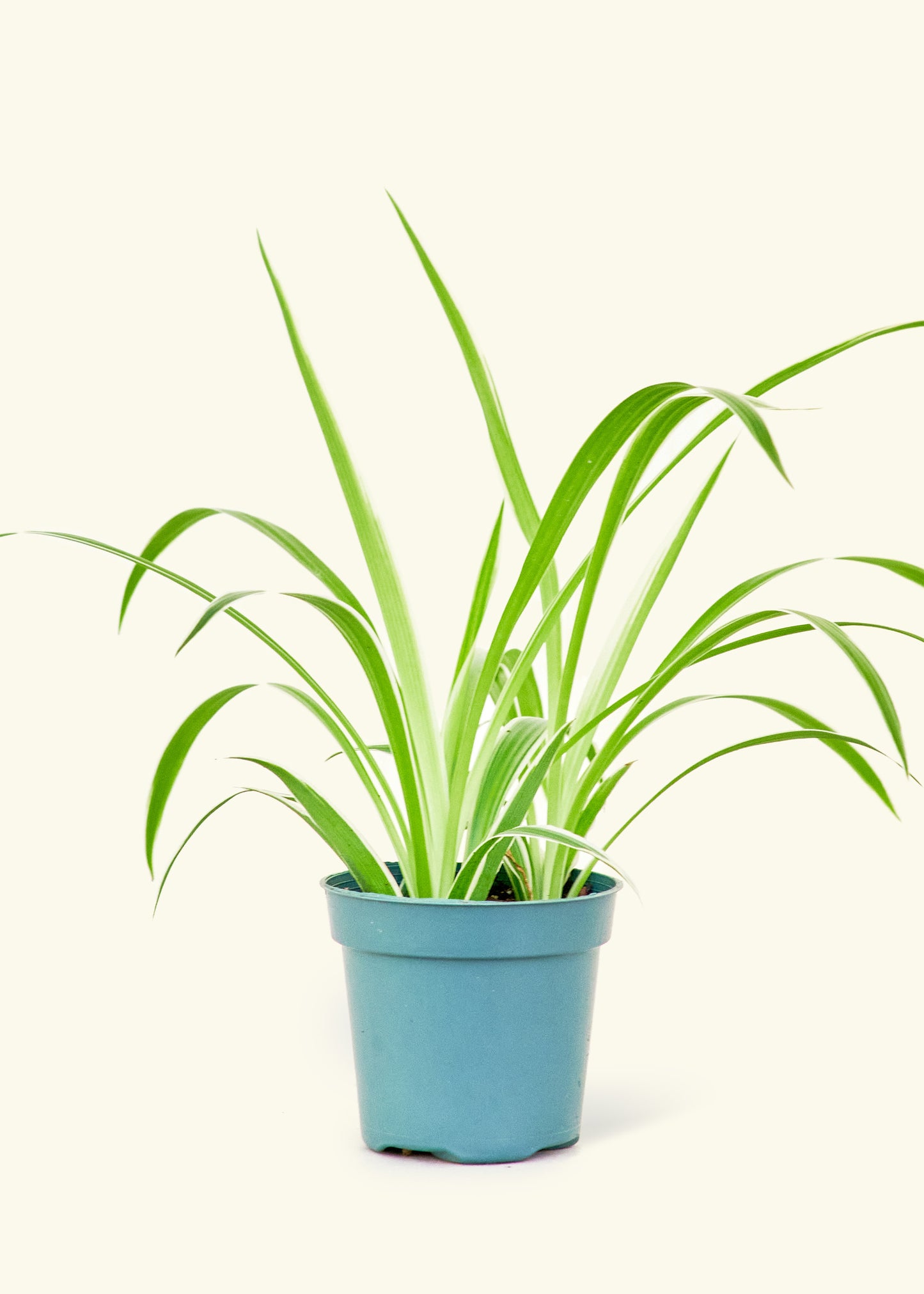 Small Spider Plant 'Reverse' in a grow pot