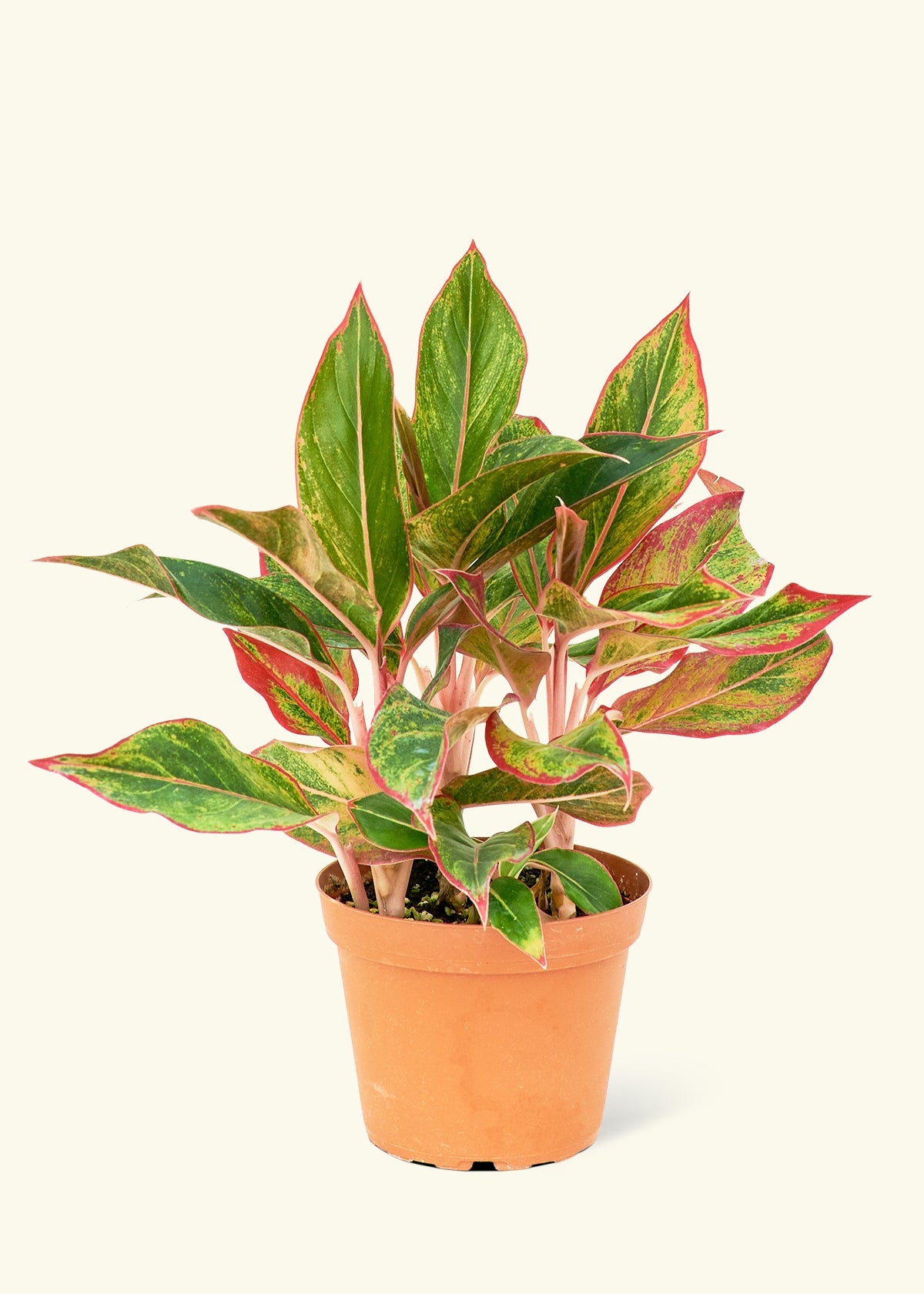 19+ Chinese Evergreen Flowering Chinese Evergreen Flowers