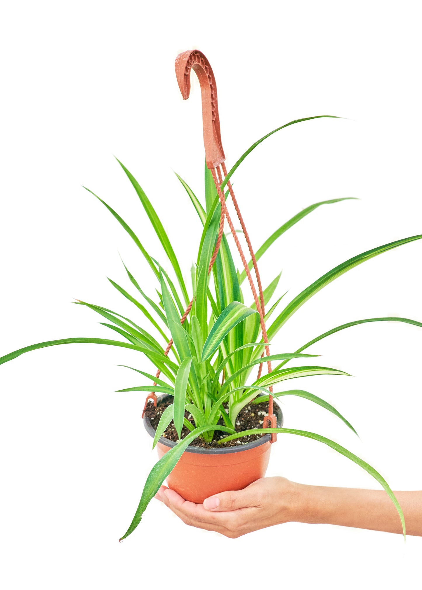 Spider Plant 'Reverse', Medium