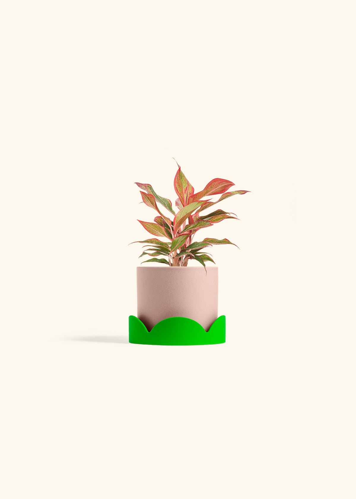 Red Chinese Evergreen in a 4 inches Pink Classic Cylinder Planter in a Shamrock Petal Drip Tray