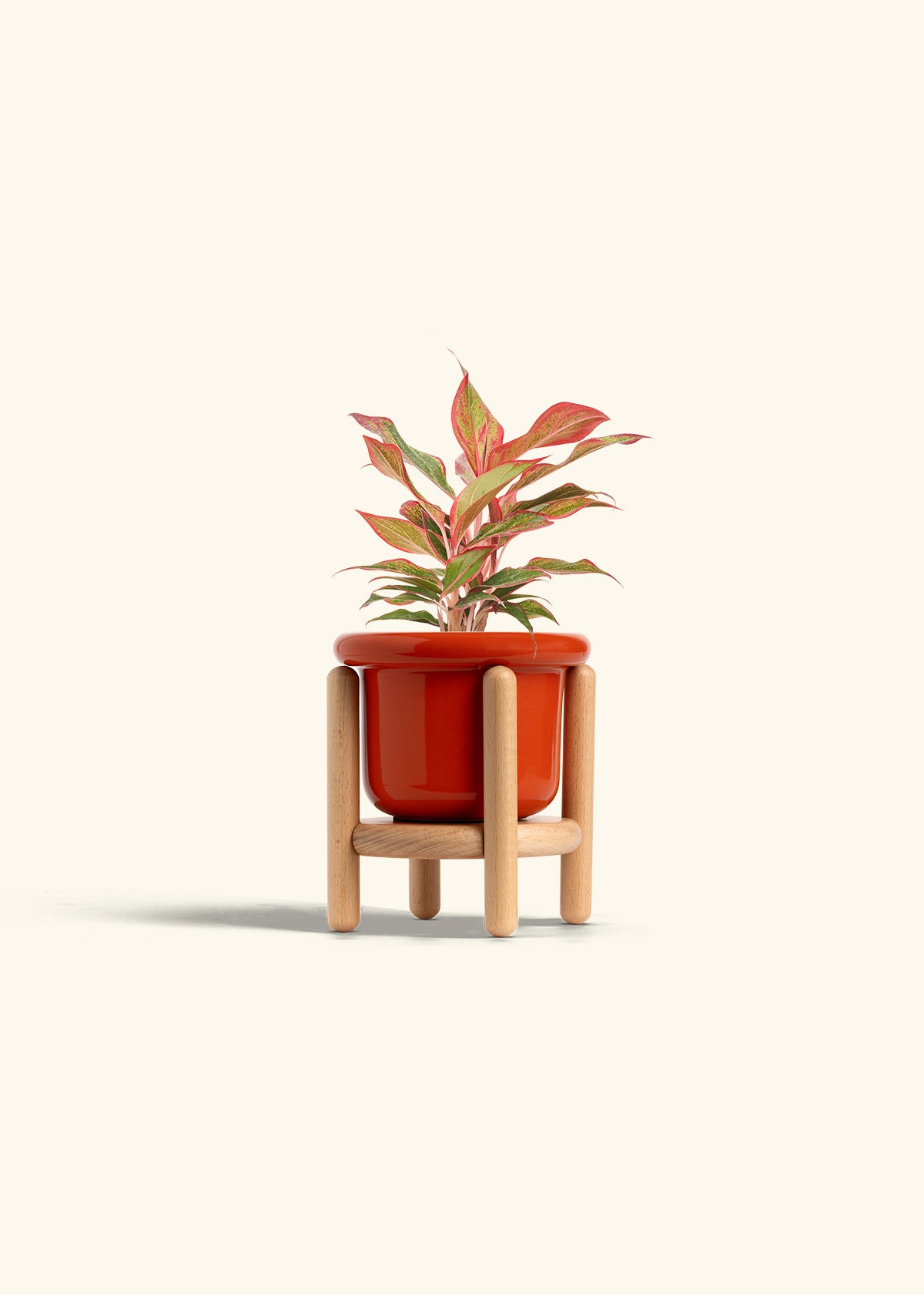 Red Chinese Evergreen in a 4 inches Fat Lip Oat Planter in a Beech Wood Stand