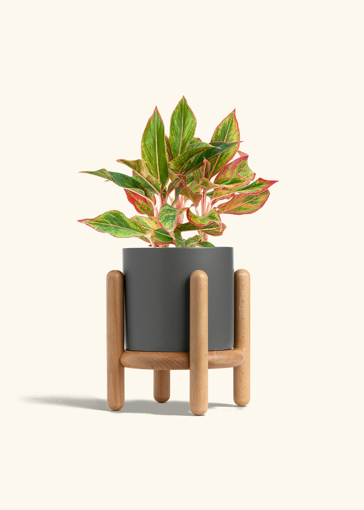 Red Chinese Evergreen in a 6 inches Charcoal Classic Cylinder Planter in a Beech Wood Stand