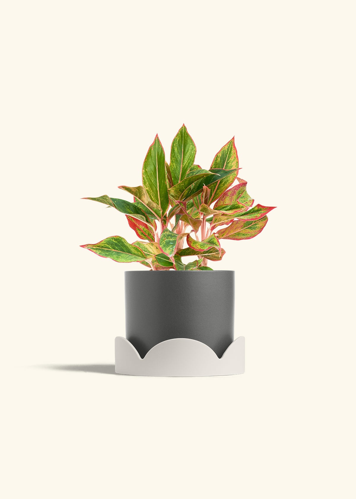 Red Chinese Evergreen in a 6 inches Charcoal Classic Cylinder Planter in a Oat Petal Drip Tray