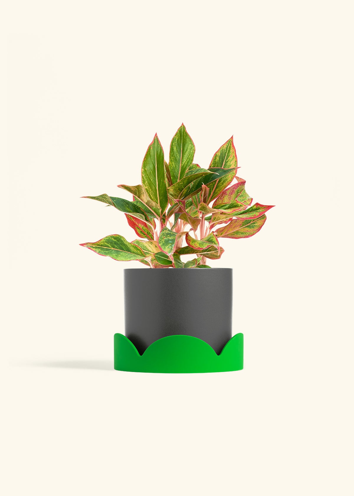 Red Chinese Evergreen in a 6 inches Charcoal Classic Cylinder Planter in a Shamrock Petal Drip Tray