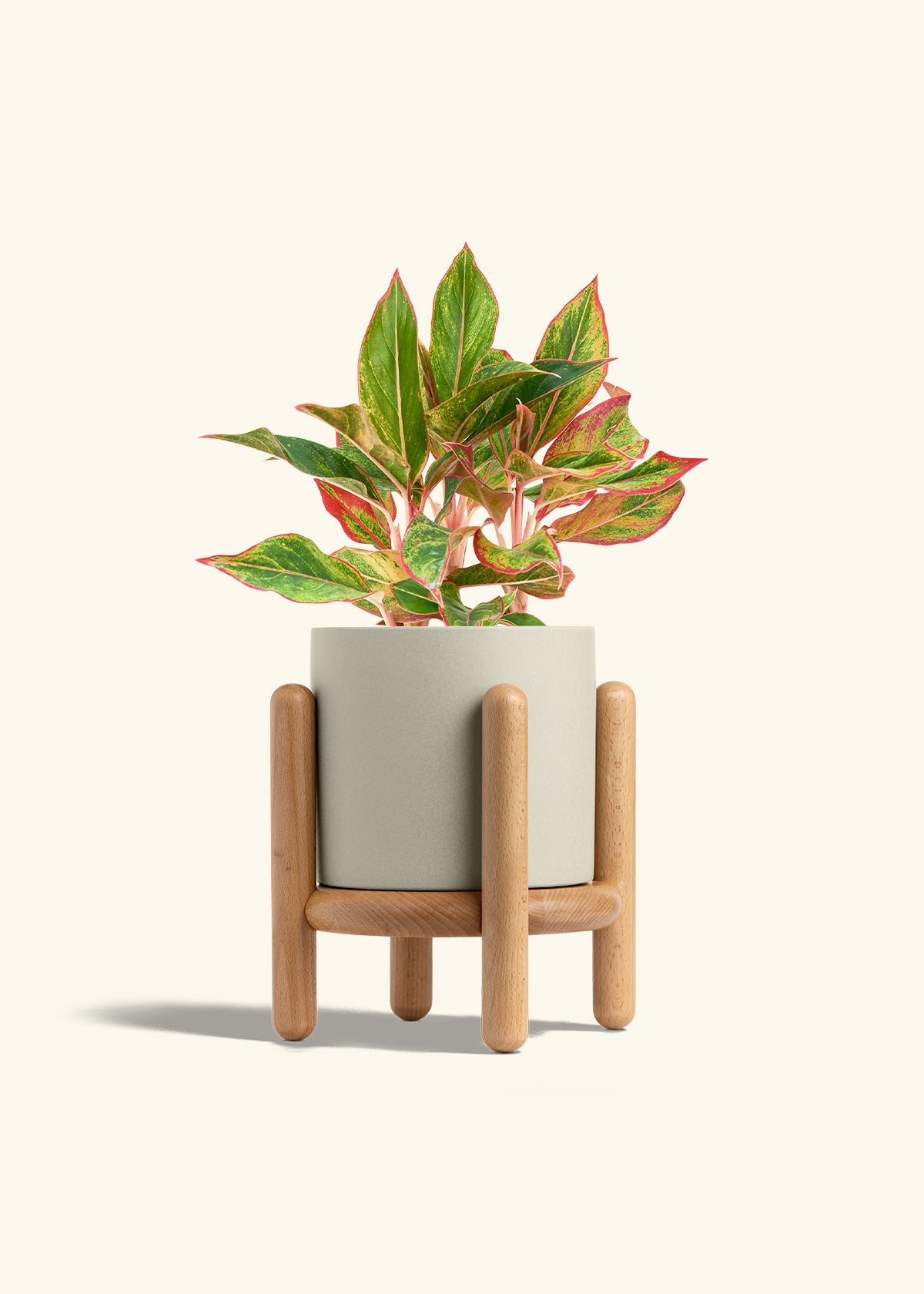 Red Chinese Evergreen in a 6 inches Oat Classic Cylinder Planter in a Beech Wood Stand