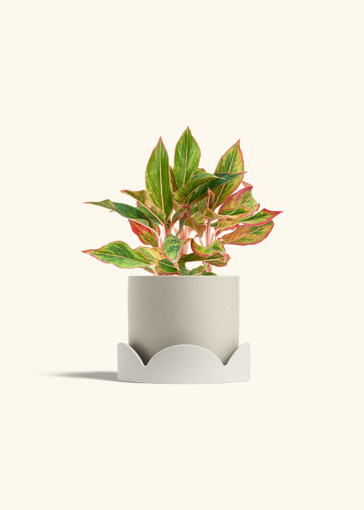 Red Chinese Evergreen in a 6 inches Oat Classic Cylinder Planter in a Oat Petal Drip Tray