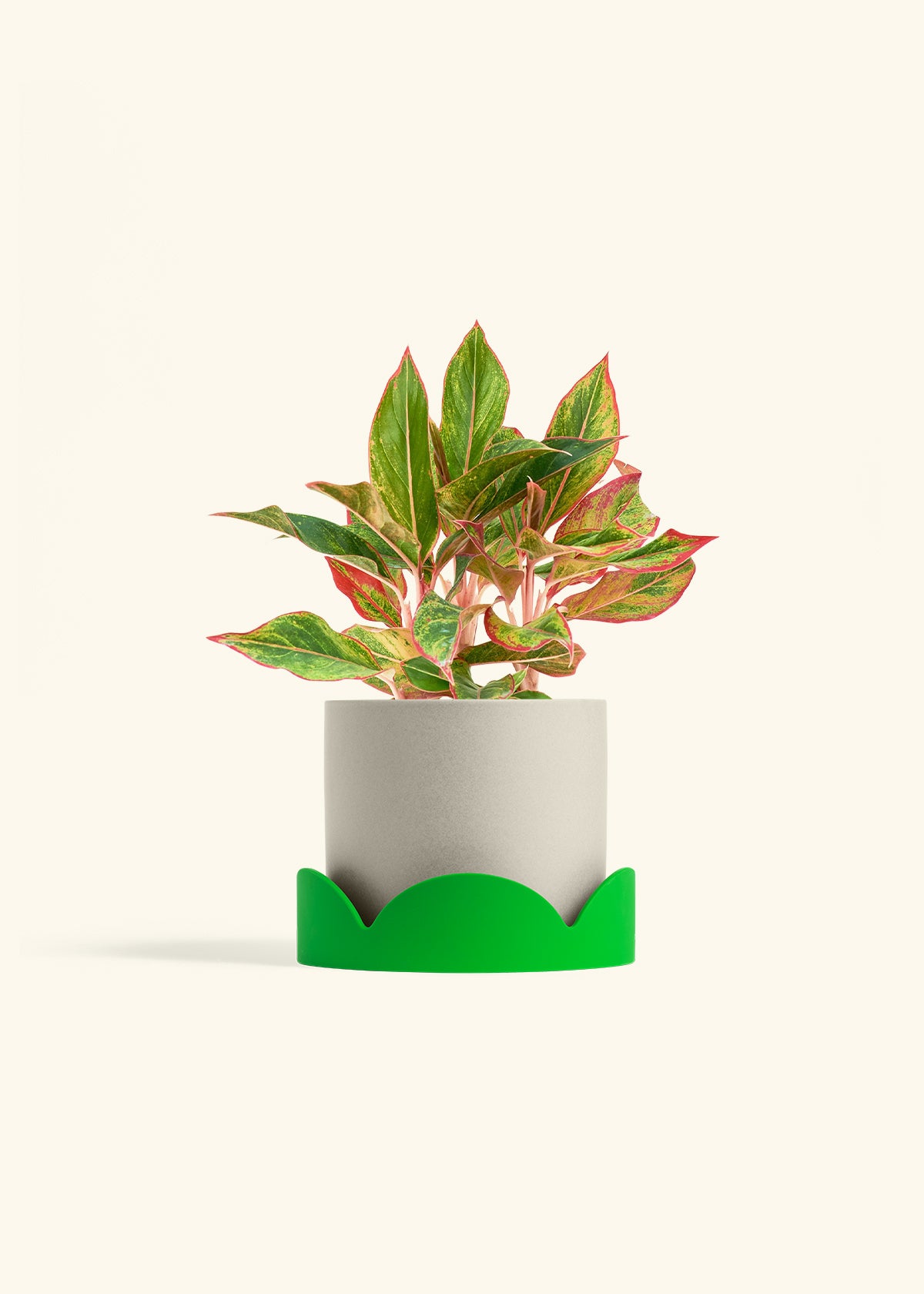 Red Chinese Evergreen in a 6 inches Oat Classic Cylinder Planter in a Shamrock Petal Drip Tray