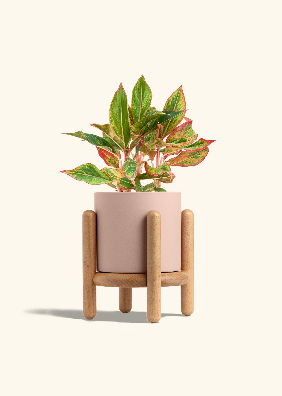 Red Chinese Evergreen in a 6 inches Pink Classic Cylinder Planter in a Beech Wood Stand