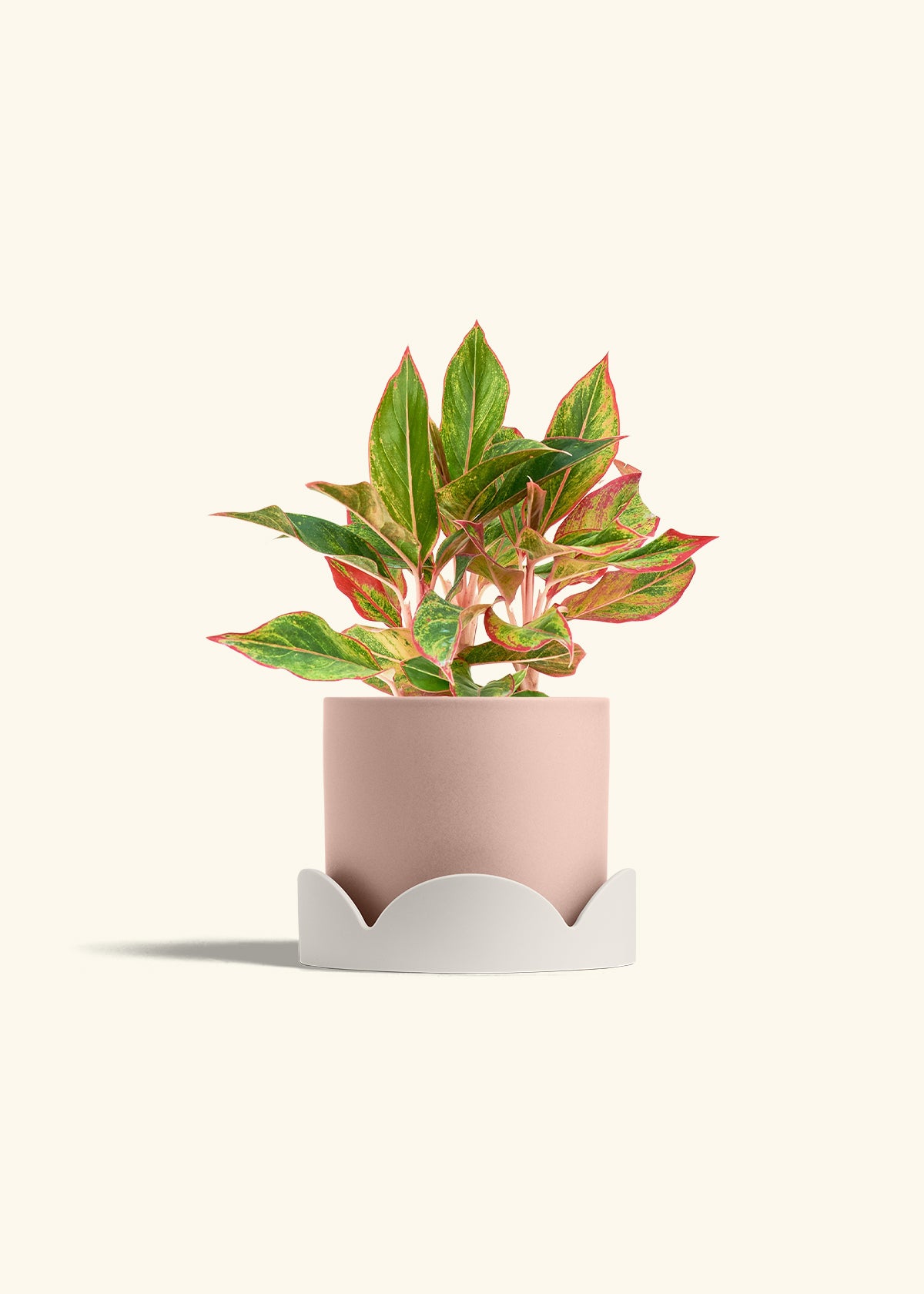 Red Chinese Evergreen in a 6 inches Pink Classic Cylinder Planter in a Oat Petal Drip Tray