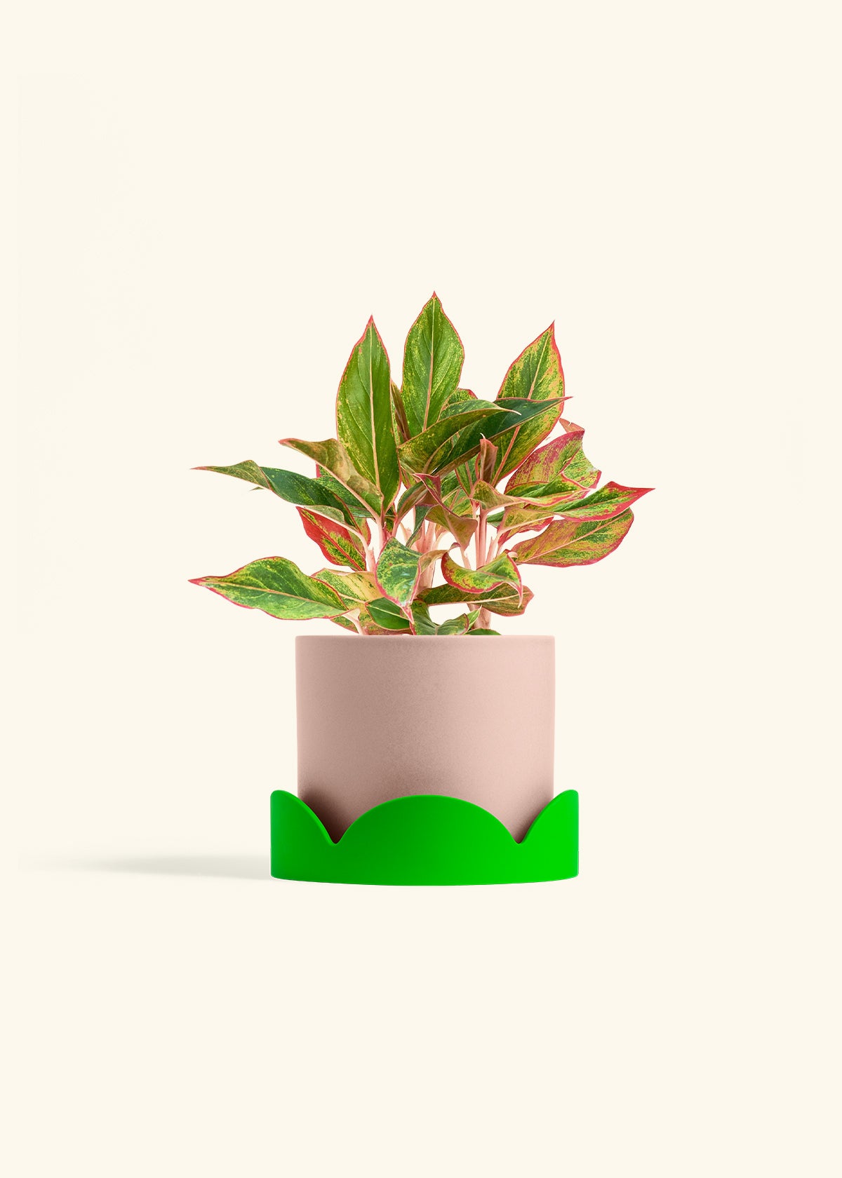 Red Chinese Evergreen in a 6 inches Pink Classic Cylinder Planter in a Shamrock Petal Drip Tray