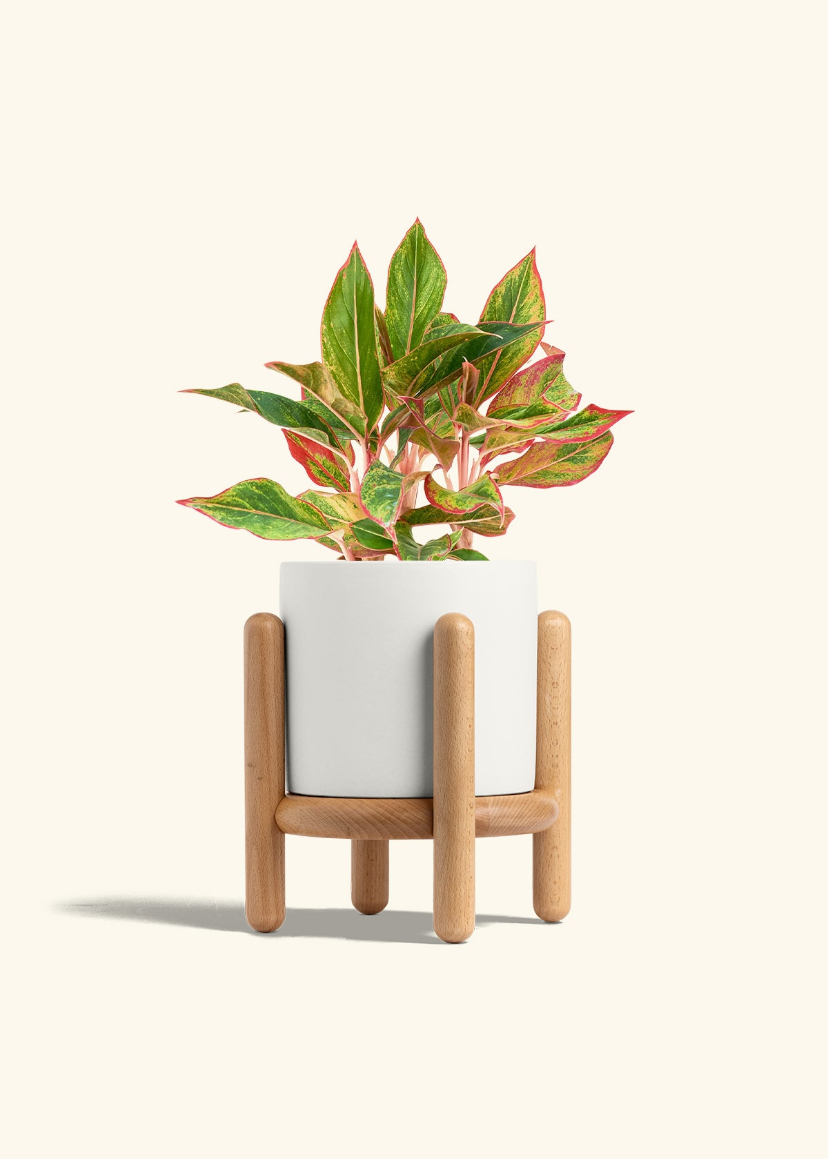 Red Chinese Evergreen in a 6 inches White Classic Cylinder Planter in a Beech Wood Stand