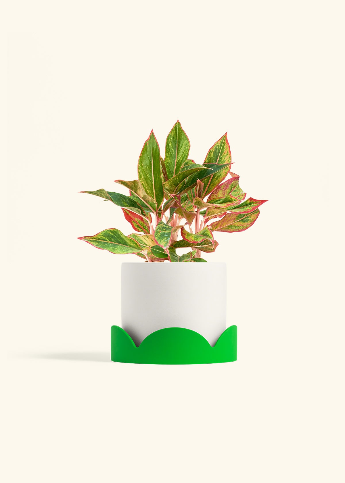 Red Chinese Evergreen in a 6 inches White Classic Cylinder Planter in a Shamrock Petal Drip Tray