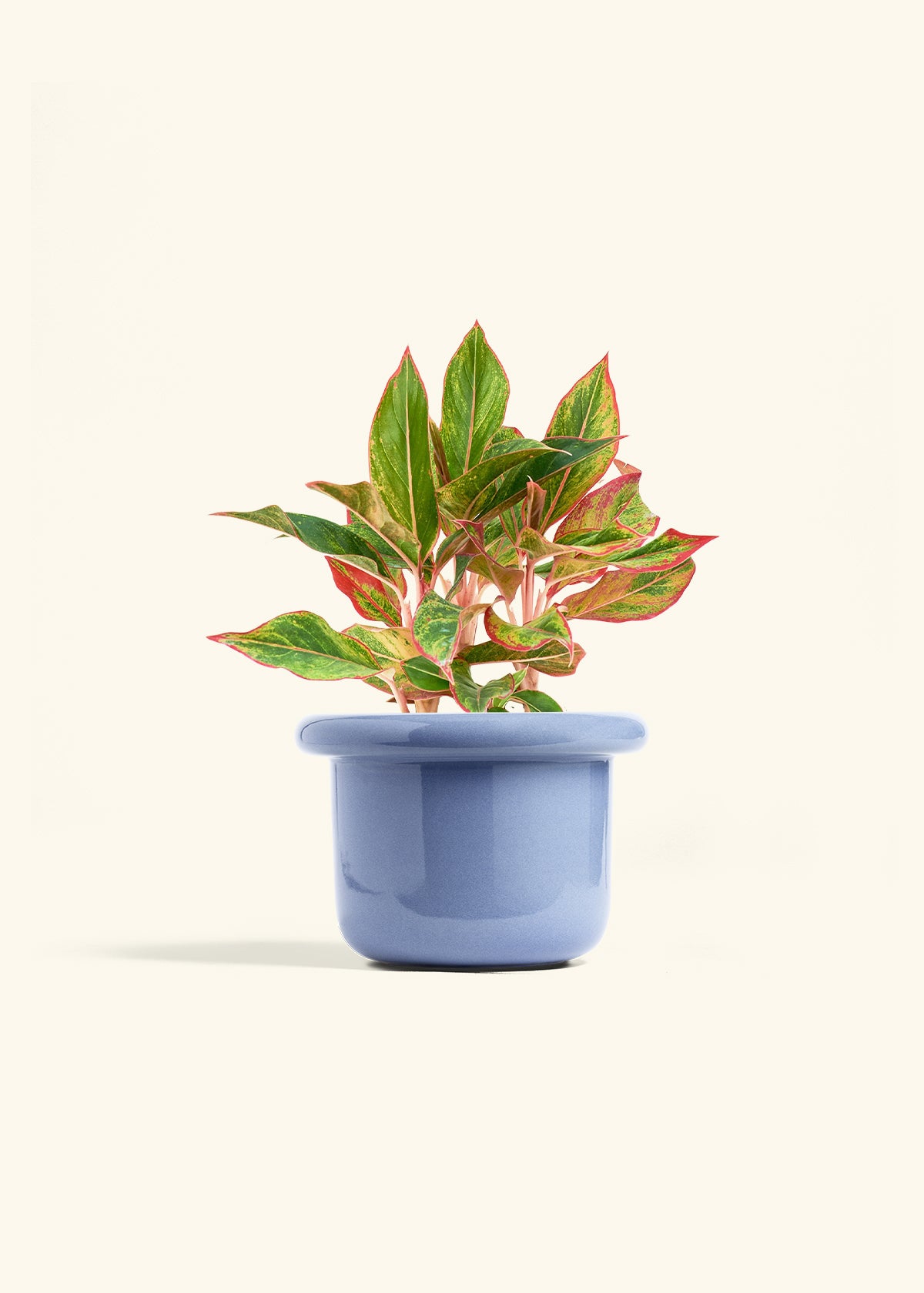 Red Chinese Evergreen in a 6 inches Fat Lip Blue Planter