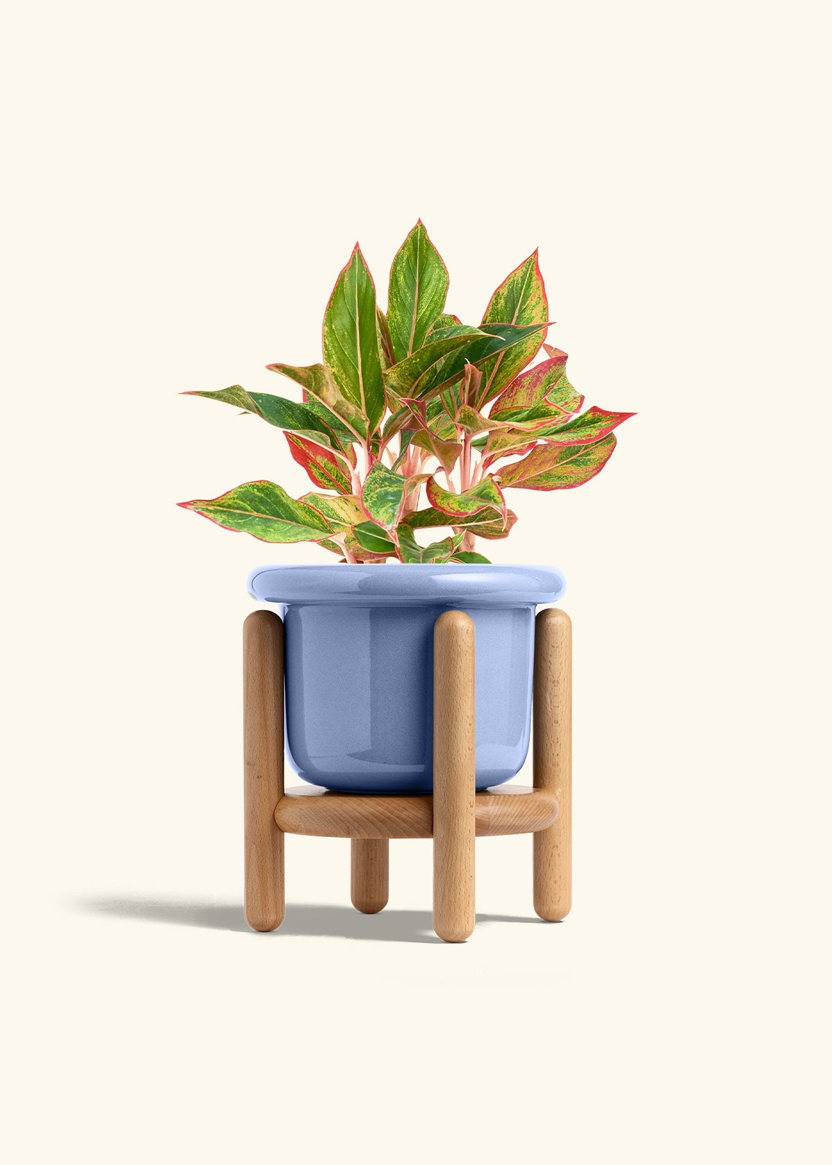 Red Chinese Evergreen in a 6 inches Fat Lip Blue Planter in a Beech Wood Stand