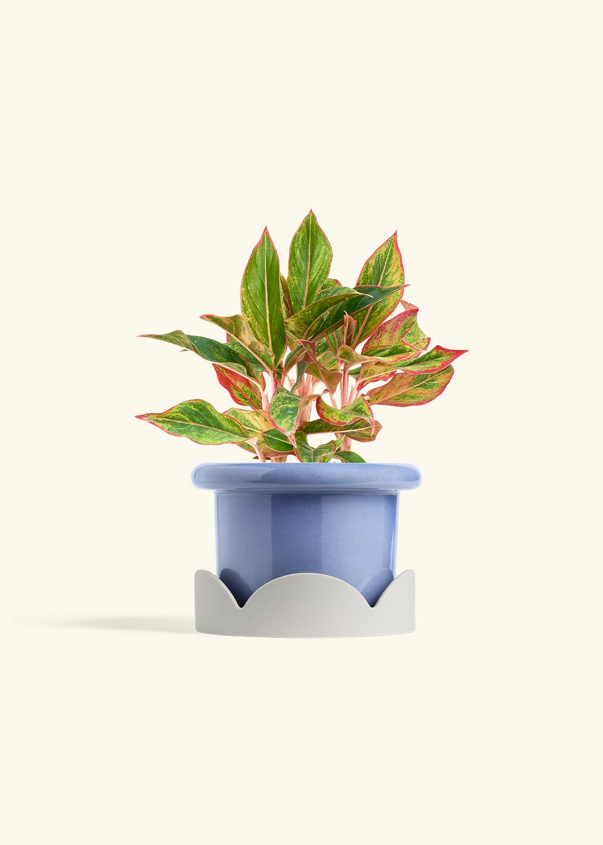 Red Chinese Evergreen in a 6 inches Fat Lip Blue Planter in a Oat Petal Drip Tray