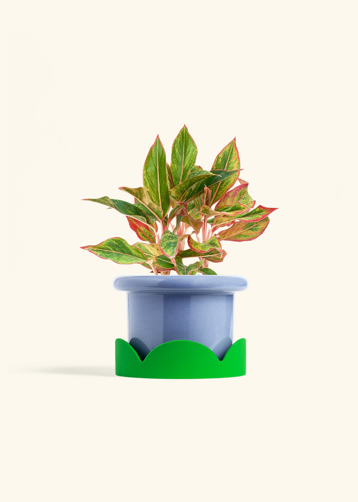 Red Chinese Evergreen in a 6 inches Fat Lip Blue Planter in a Shamrock Petal Drip Tray