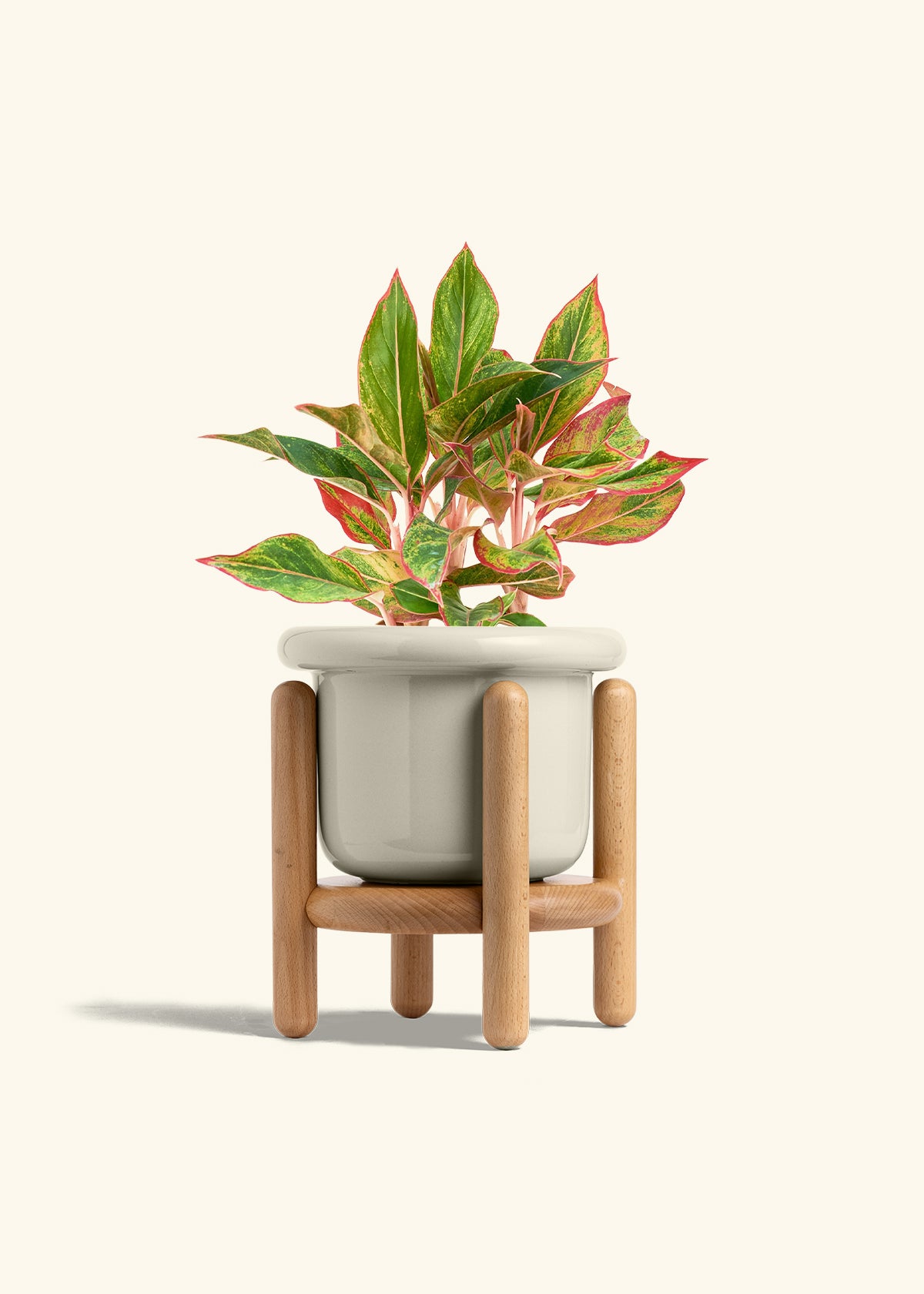 Red Chinese Evergreen in a 6 inches Fat Lip Red Planter in a Beech Wood Stand