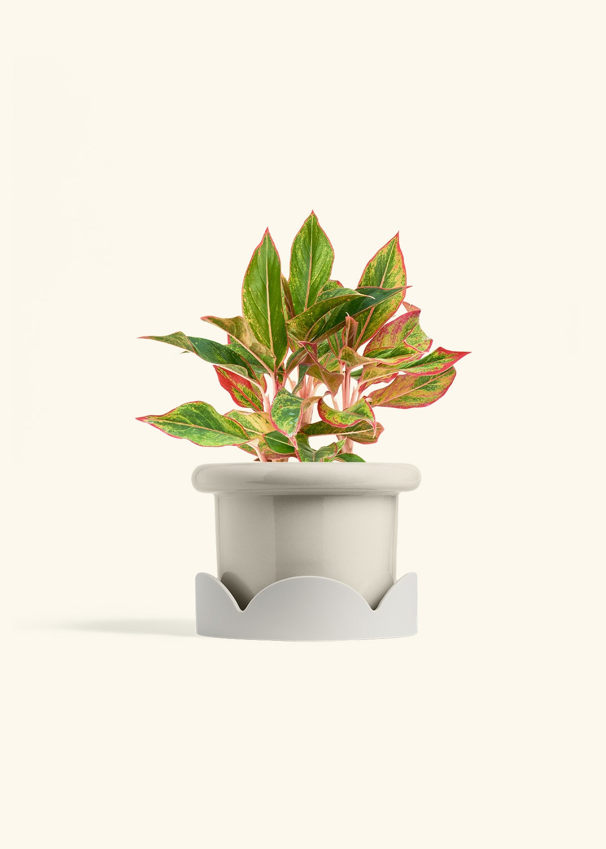 Red Chinese Evergreen in a 6 inches Fat Lip Red Planter in a Oat Petal Drip Tray