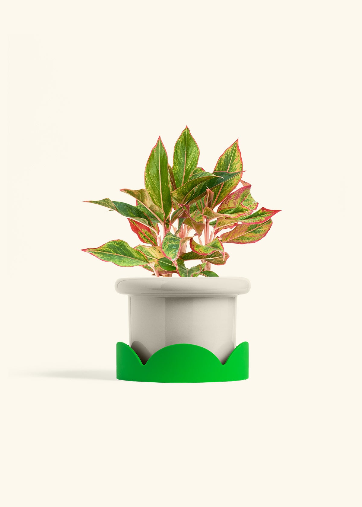 Red Chinese Evergreen in a 6 inches Fat Lip Red Planter in a Shamrock Petal Drip Tray