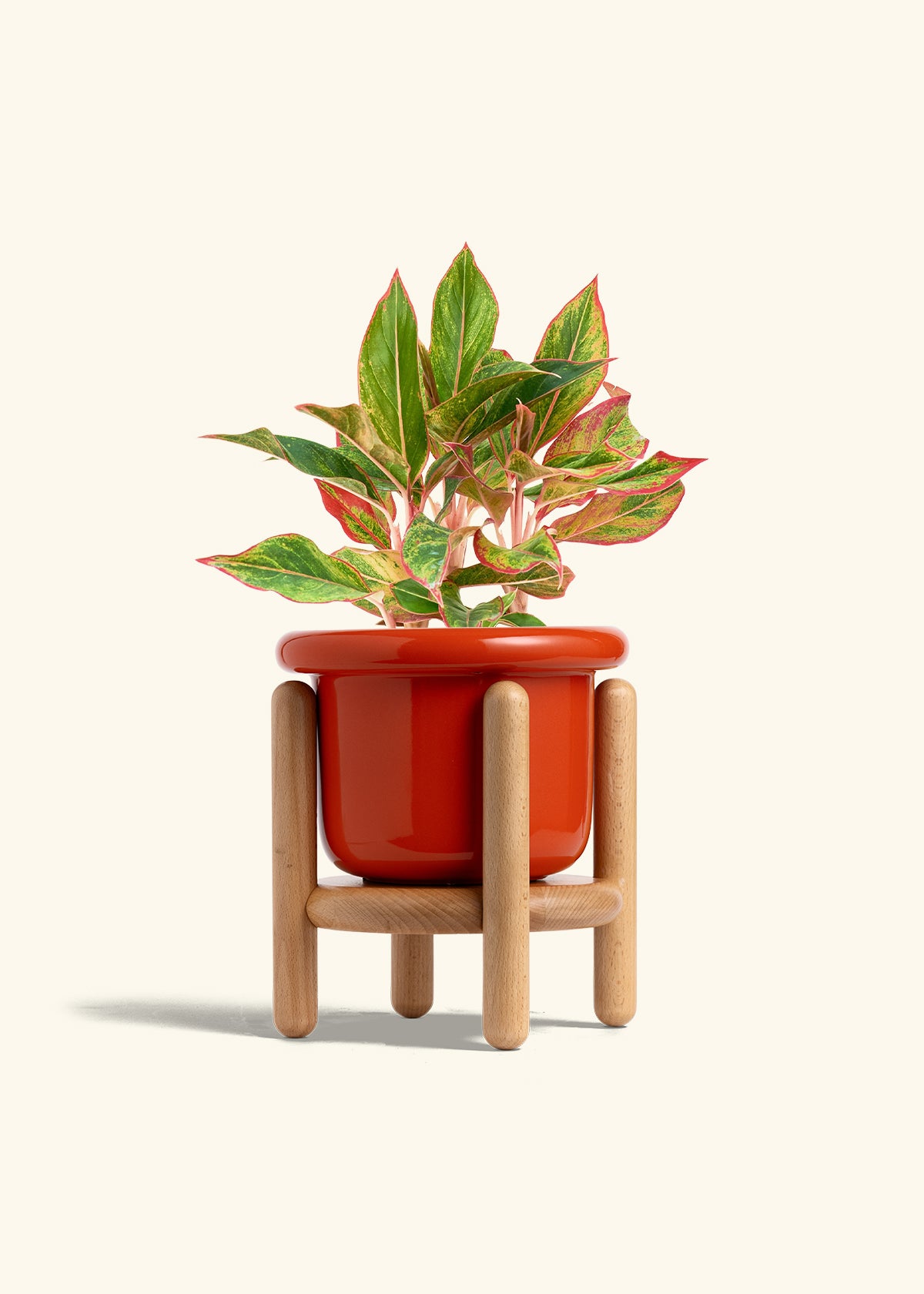 Red Chinese Evergreen in a 6 inches Fat Lip Oat Planter in a Beech Wood Stand