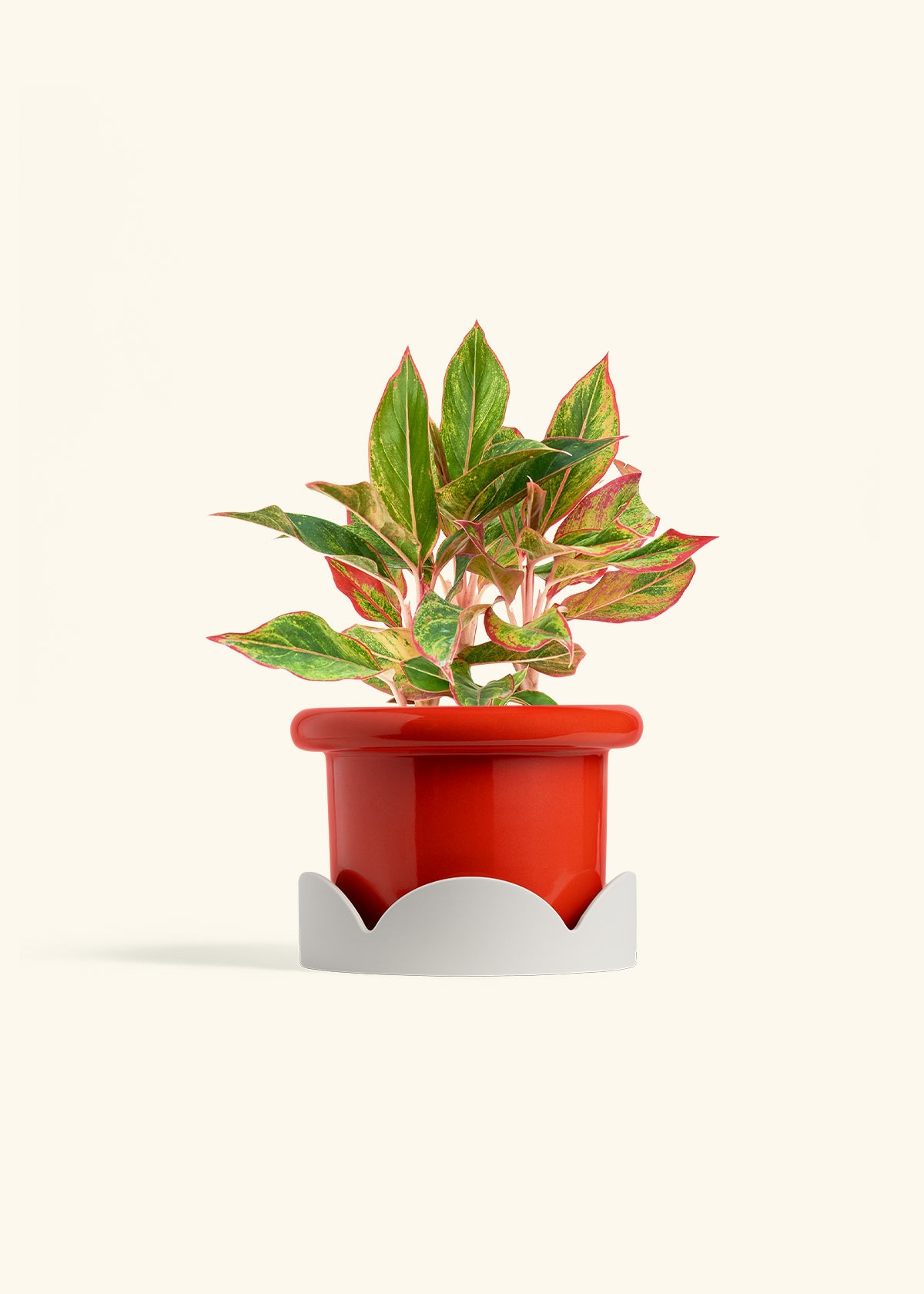 Red Chinese Evergreen in a 6 inches Fat Lip Oat Planter in a Oat Petal Drip Tray