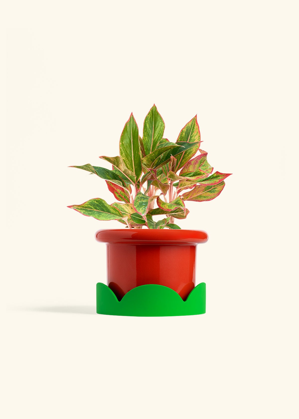 Red Chinese Evergreen in a 6 inches Fat Lip Oat Planter in a Shamrock Petal Drip Tray