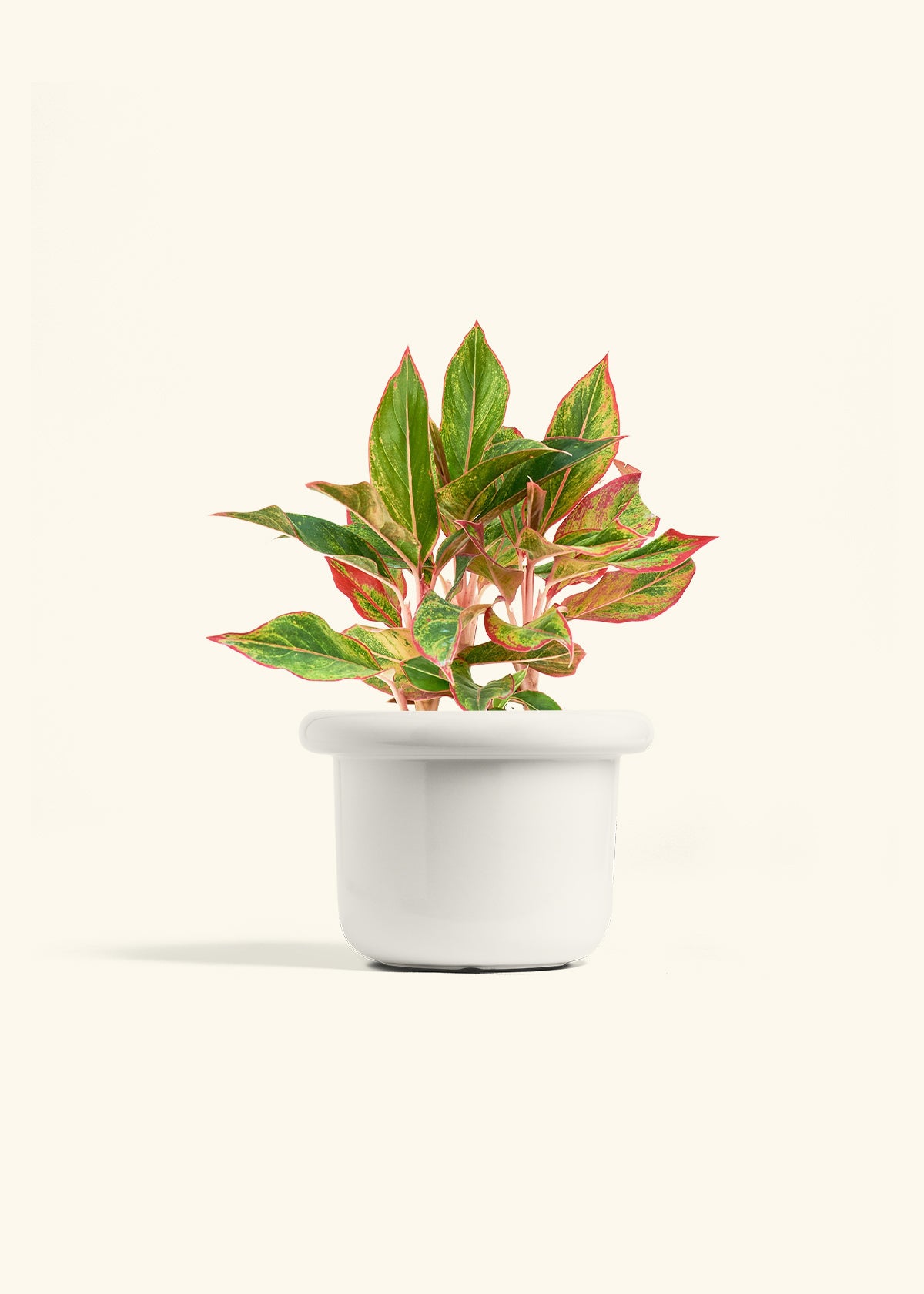 Red Chinese Evergreen in a 6 inches Fat Lip White Planter