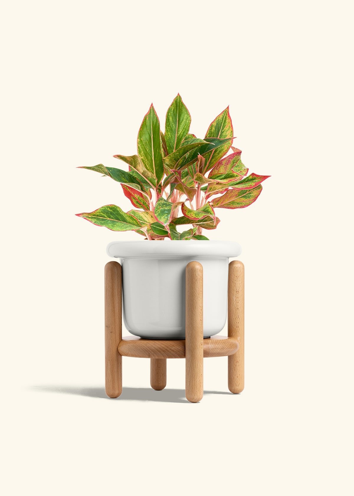 Red Chinese Evergreen in a 6 inches Fat Lip White Planter in a Beech Wood Stand