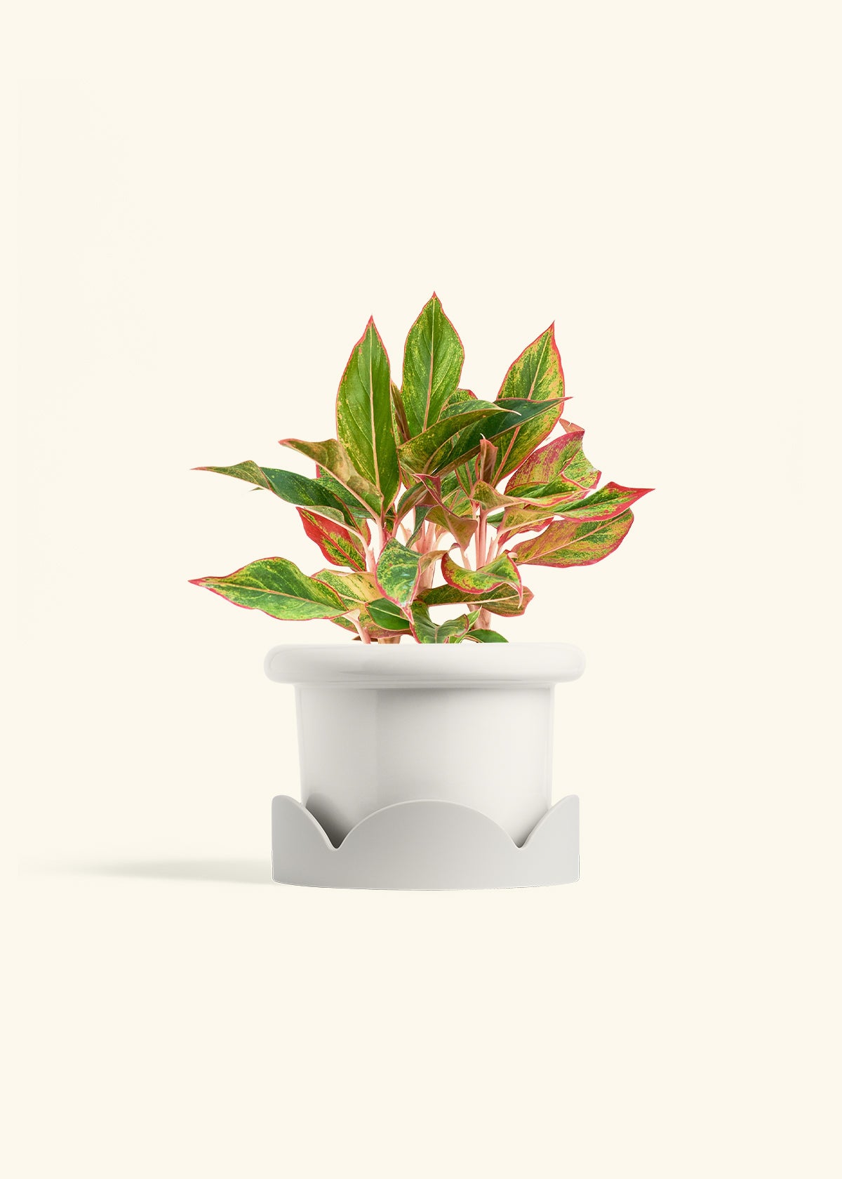 Red Chinese Evergreen in a 6 inches Fat Lip White Planter in a Oat Petal Drip Tray