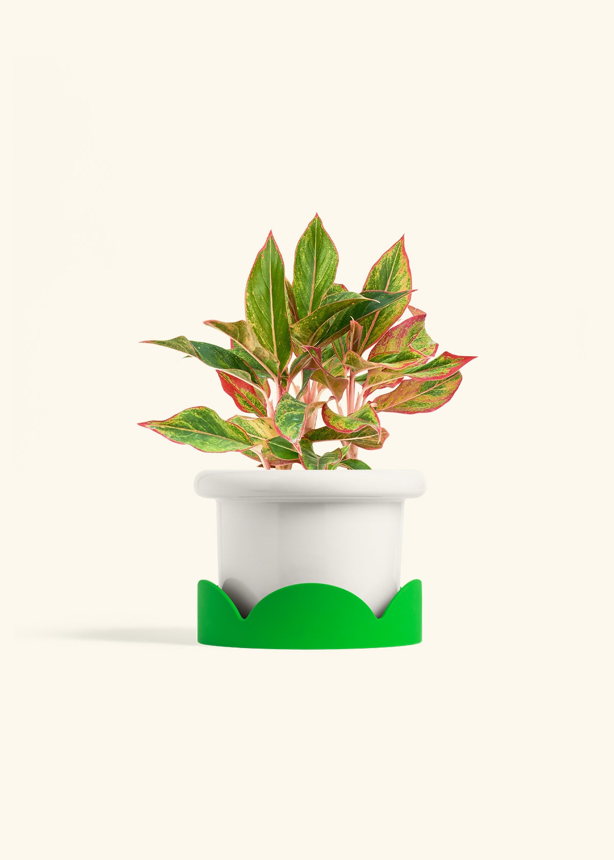 Red Chinese Evergreen in a 6 inches Fat Lip White Planter in a Shamrock Petal Drip Tray