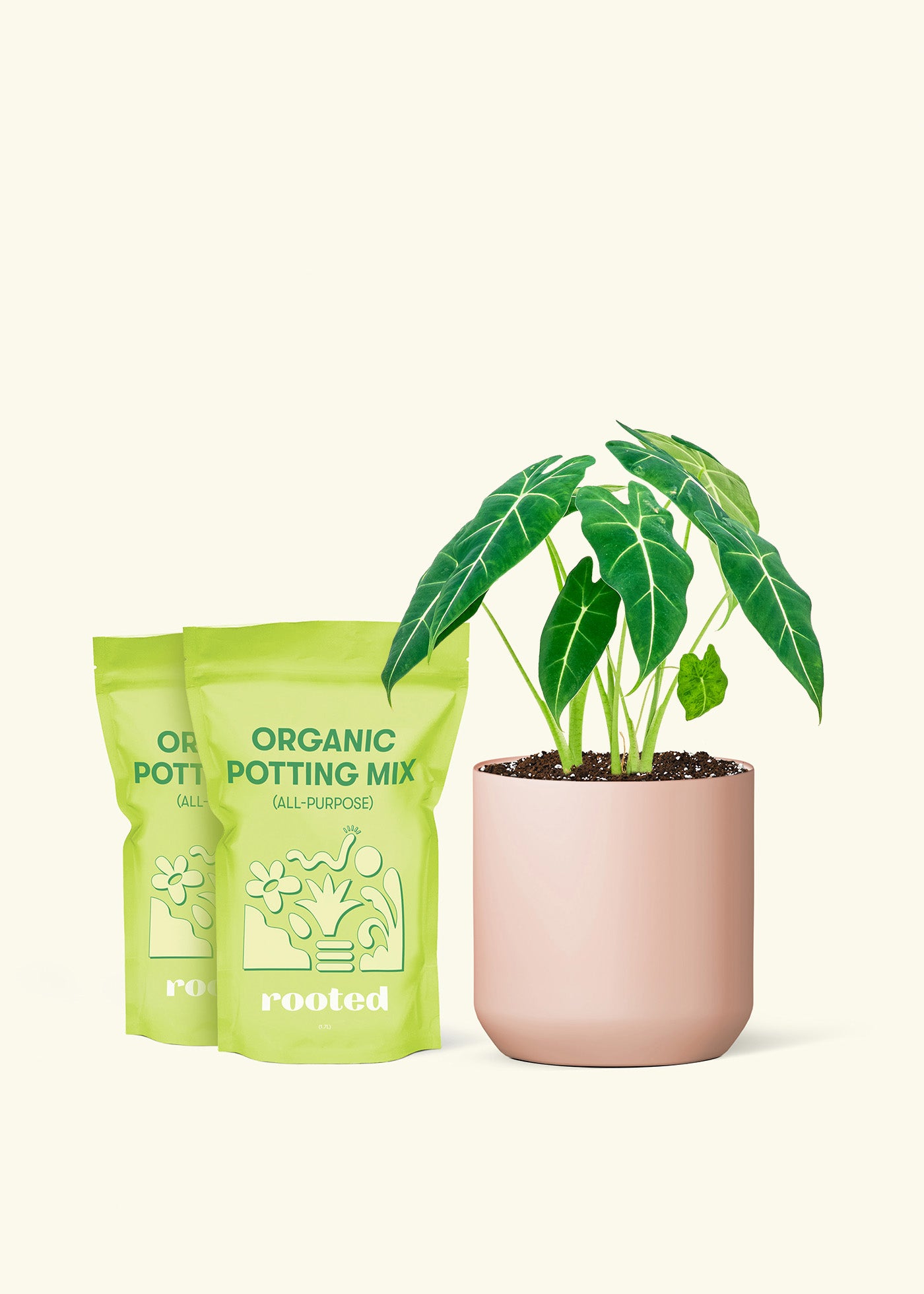 Medium Alocasia 'Frydek' in a pink cylinder pot and 2 bags of soil.