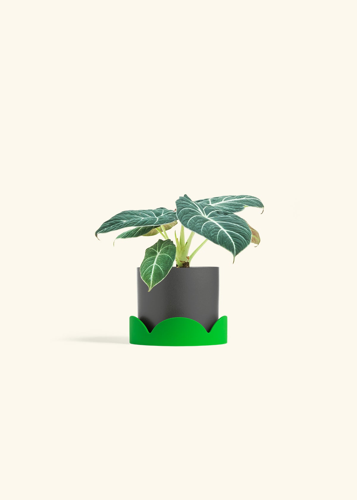 Alocasia Black Velvet in a 4 inches Charcoal Classic Cylinder Planter in a Shamrock Petal Drip Tray