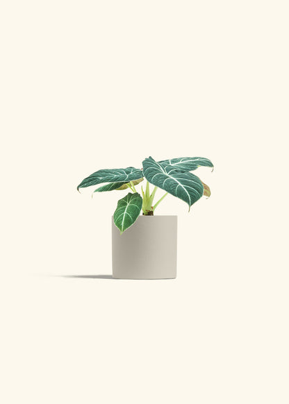 Alocasia Black Velvet in a 4 inches Oat Classic Cylinder Planter in a Shamrock Petal Drip Tray