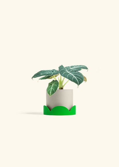 Alocasia Black Velvet in a 4 inches Oat Classic Cylinder Planter 