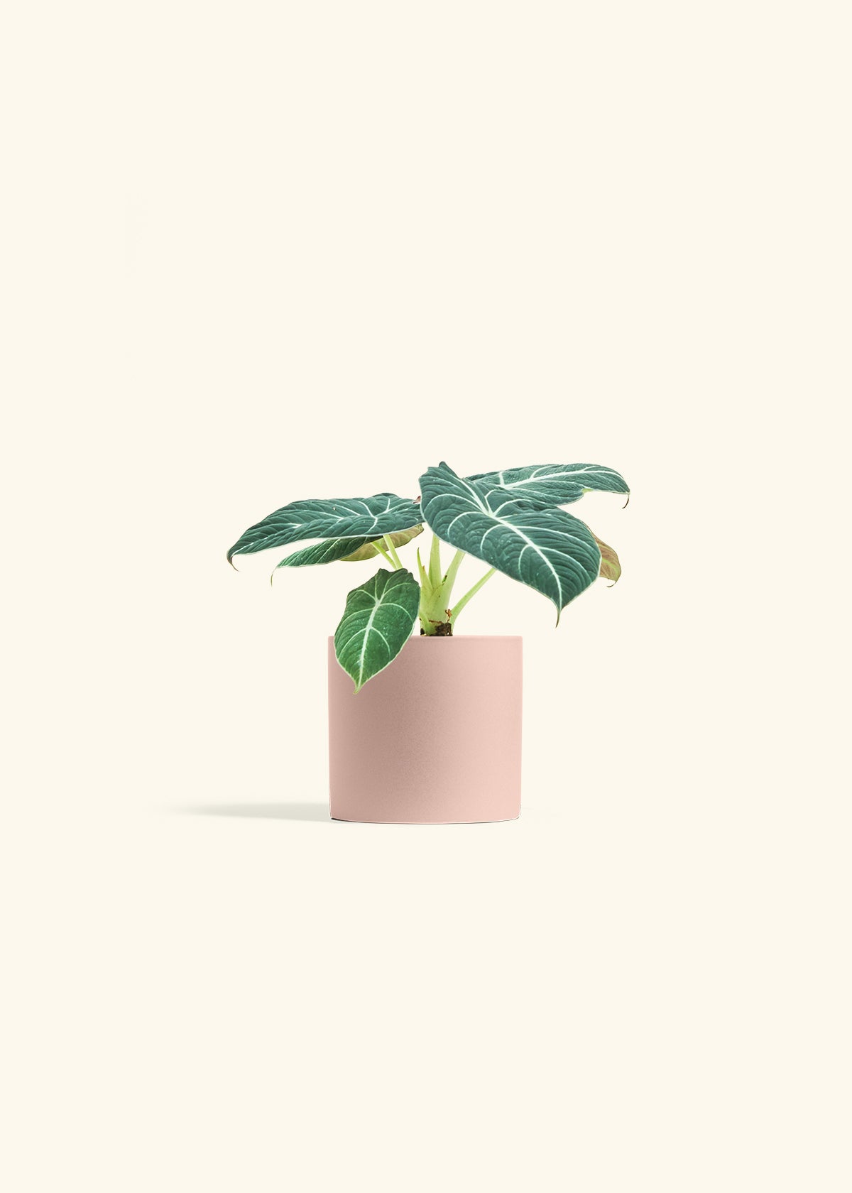 Alocasia Black Velvet in a 4 inches Pink Classic Cylinder Planter in a Shamrock Petal Drip Tray