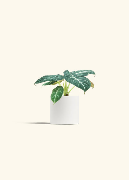 Alocasia Black Velvet in a 4 inches White Classic Cylinder Planter in a Oat Petal Drip Tray