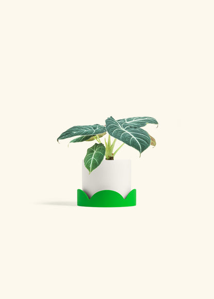 Alocasia Black Velvet in a 4 inches White Classic Cylinder Planter in a Shamrock Petal Drip Tray