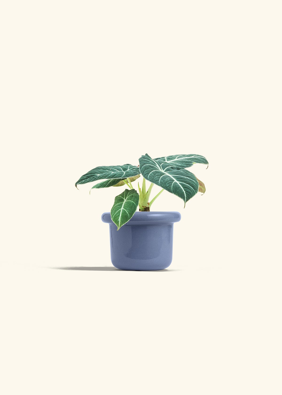 Alocasia Black Velvet in a 4 inches Fat Lip Blue Planter in a Beech Wood Stand