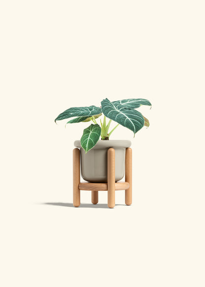 Alocasia Black Velvet in a 4 inches Fat Lip Red Planter in a Beech Wood Stand